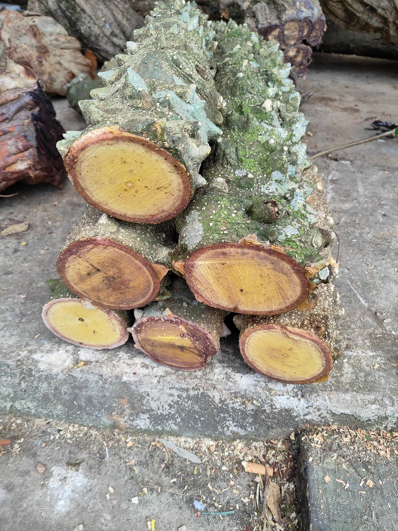 云南深山飞龙掌血见血飞新鲜下山货整段发货500g一斤