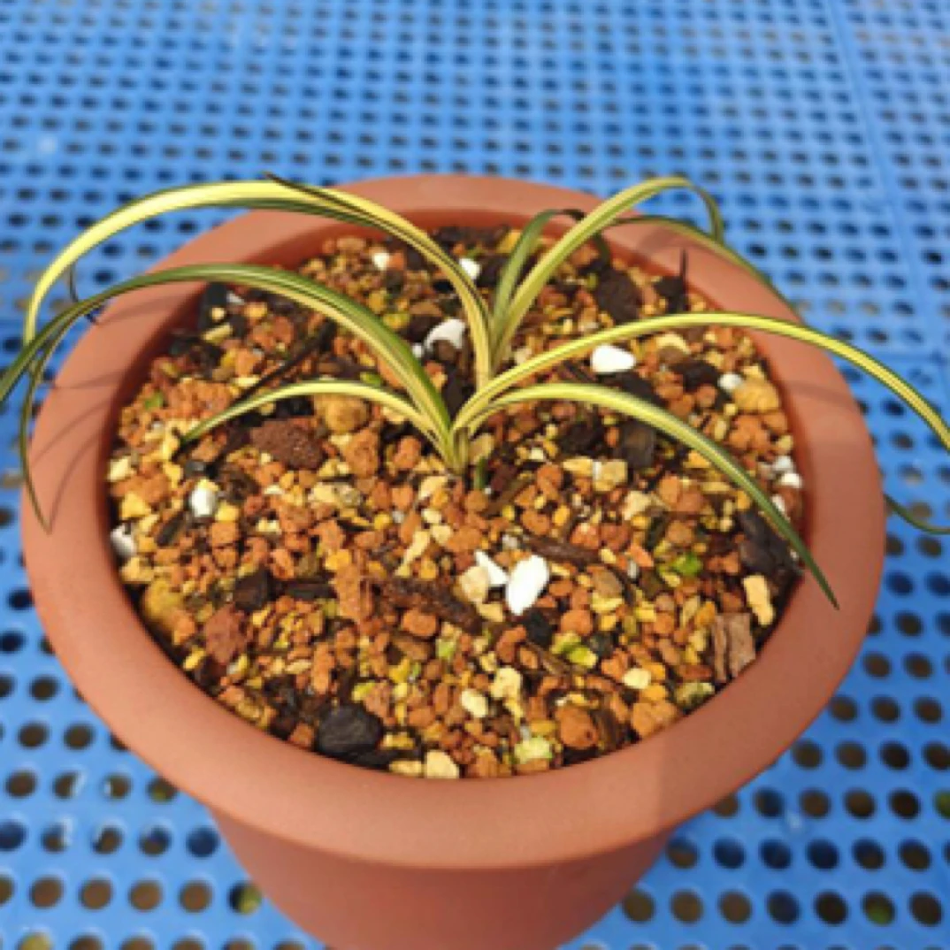 蕙兰组培名品  天凤 2苗草特壮