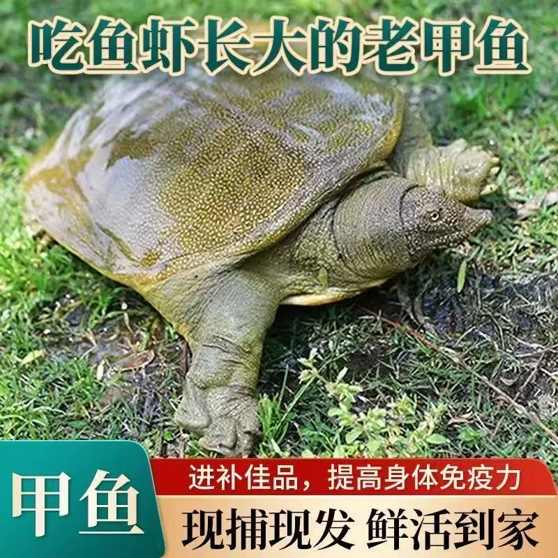 【外塘生态甲鱼5只9-8斤】鲜活生态外塘生长冷水团鱼王八鳖活体生鲜