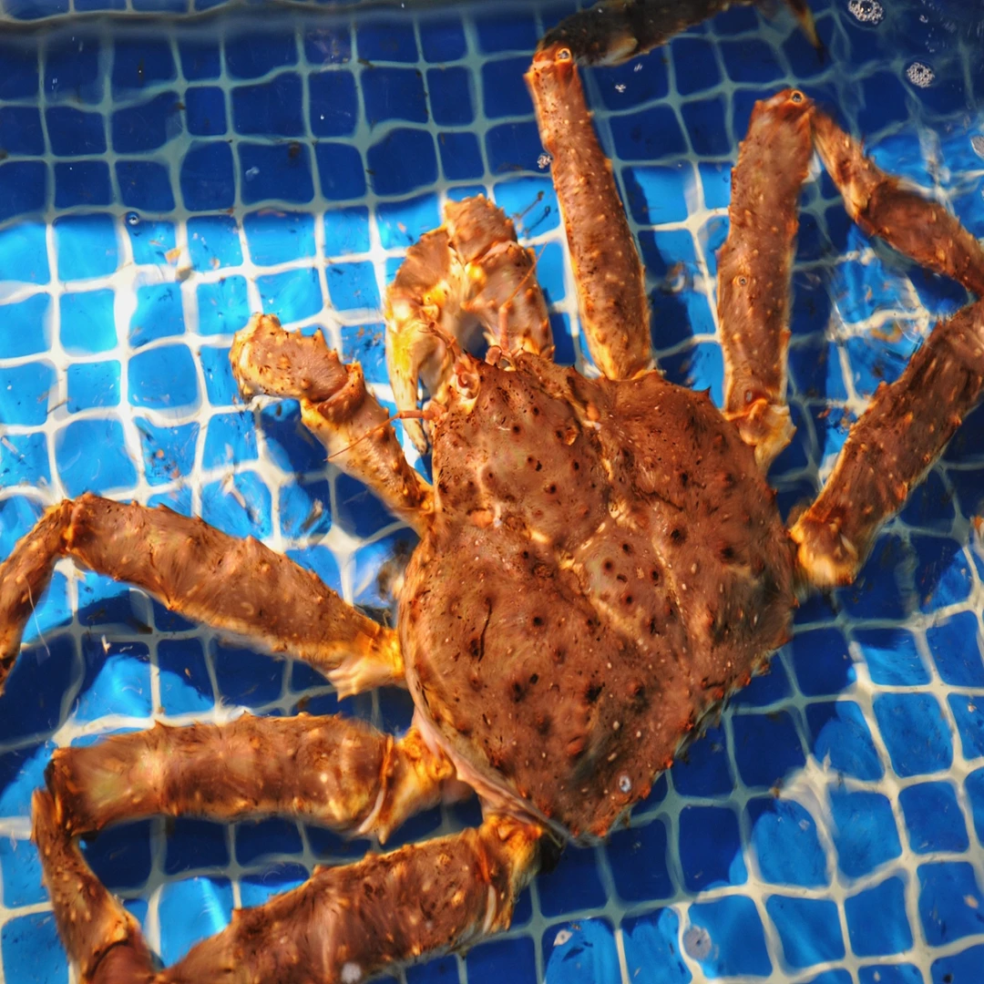 鲜活帝王蟹一只6斤上下