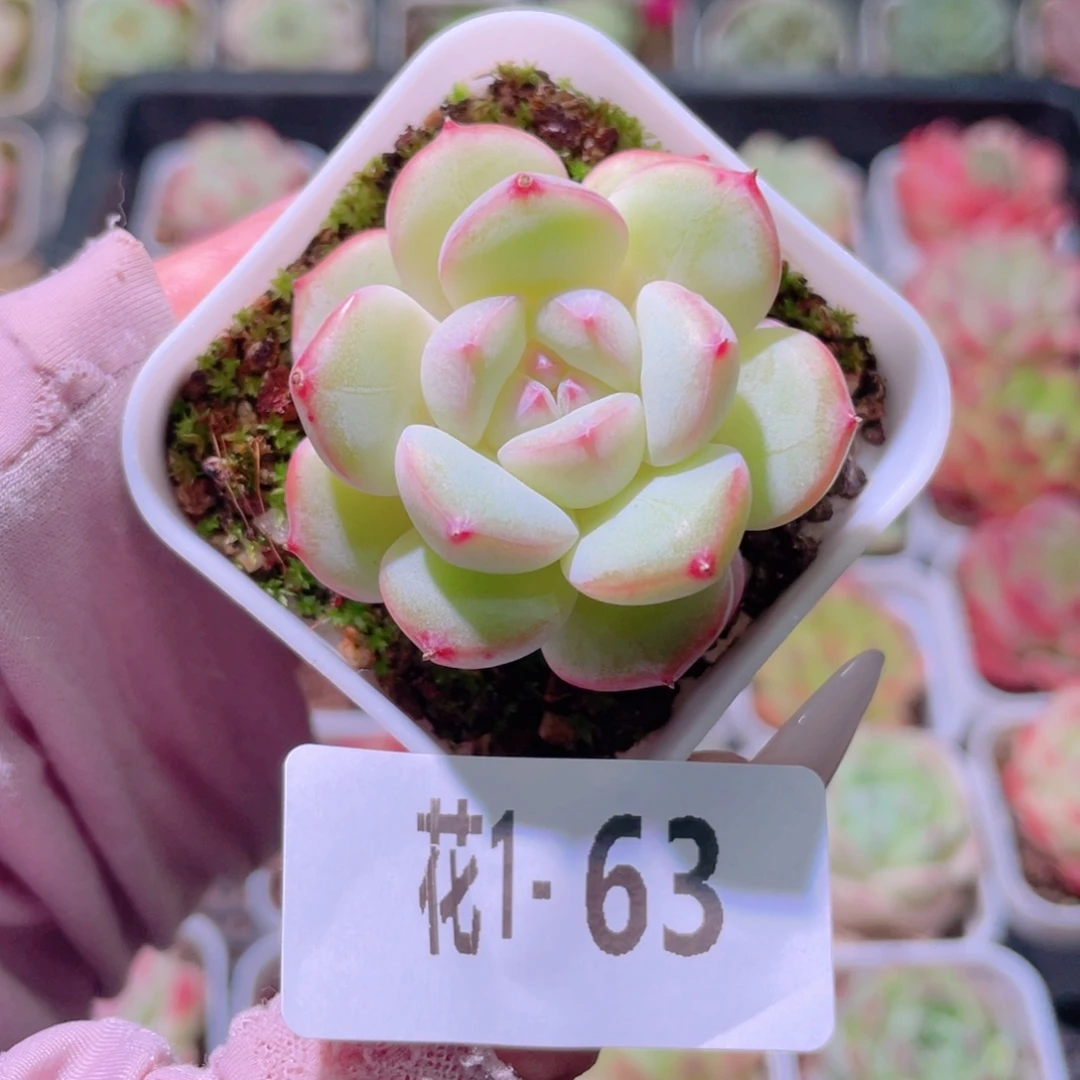 花利美1-63新品单头