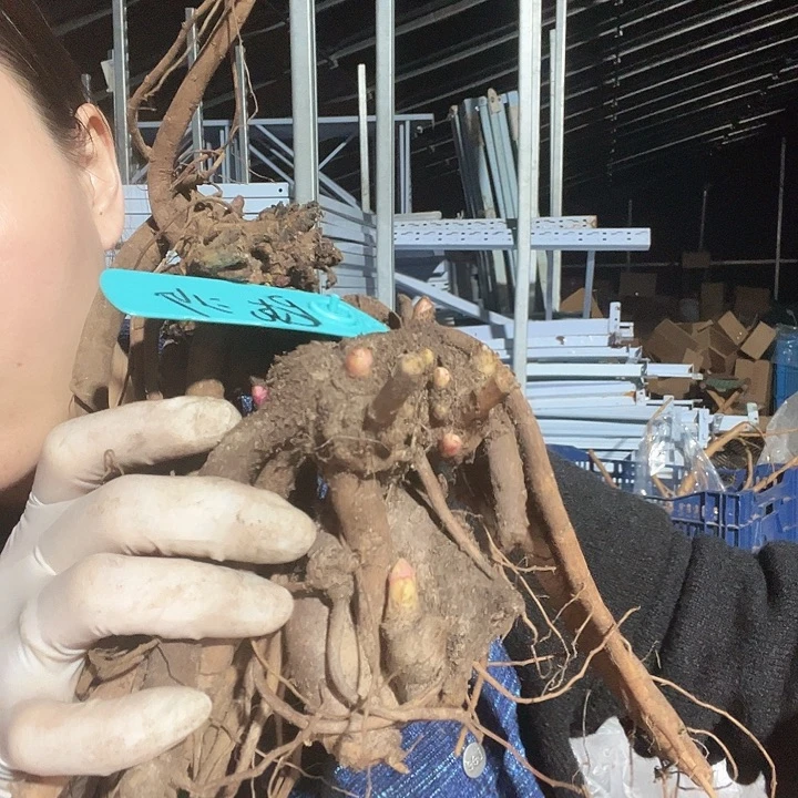 当前无花栽培后可以开花康乃馨，尼克沙