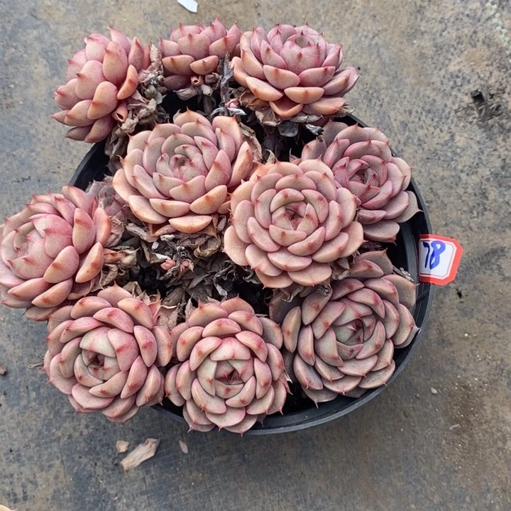 老*凳一物一拍本吧多肉78