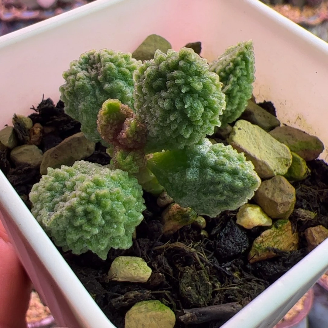 翠绿石 啦啦啦啦啦啦啦