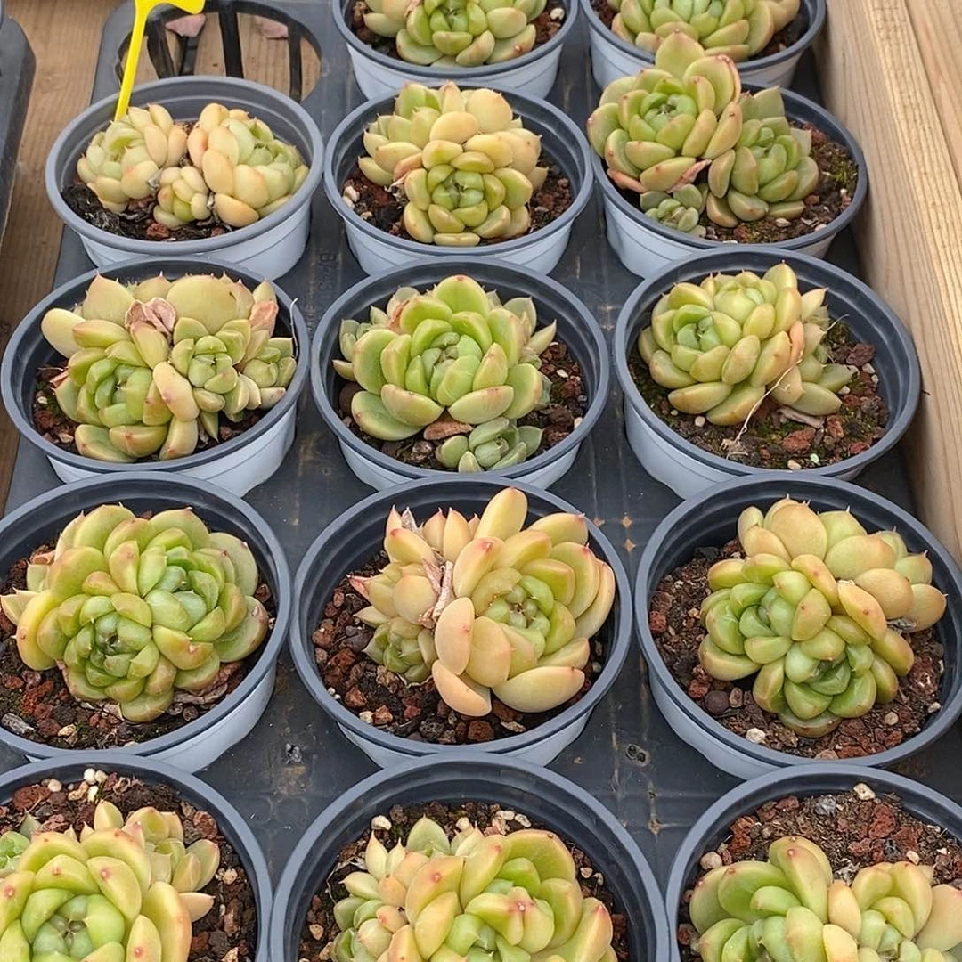 金汇园艺，团皮埃拉珍妮群