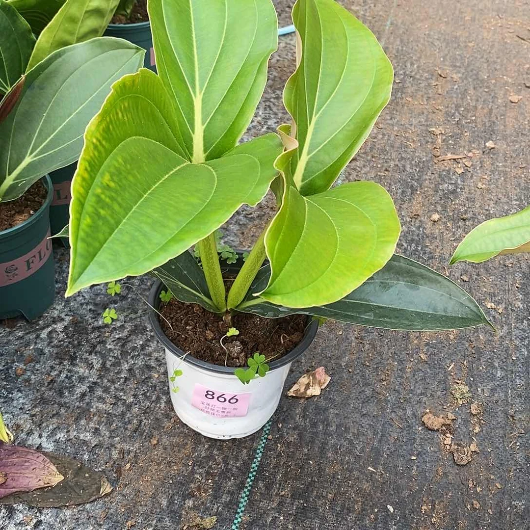 木本植物榣*妹木本花卉866叶损福利