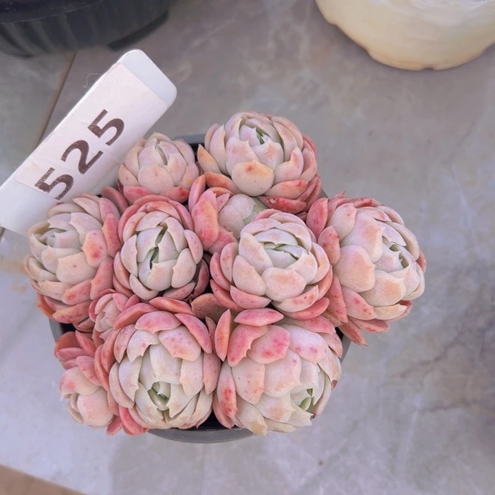 健健康康平平安安