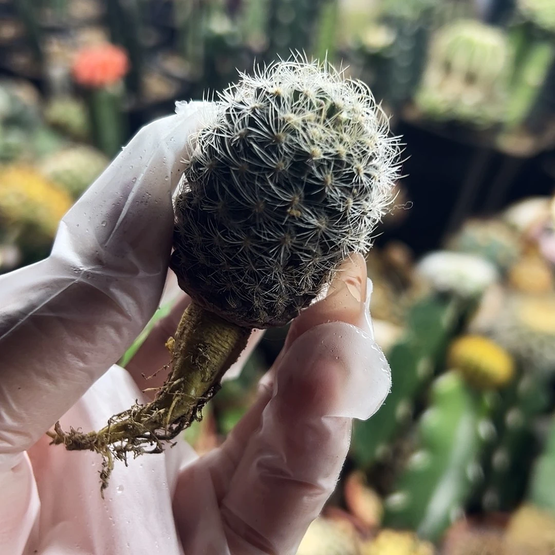 银翁仙人球111111111