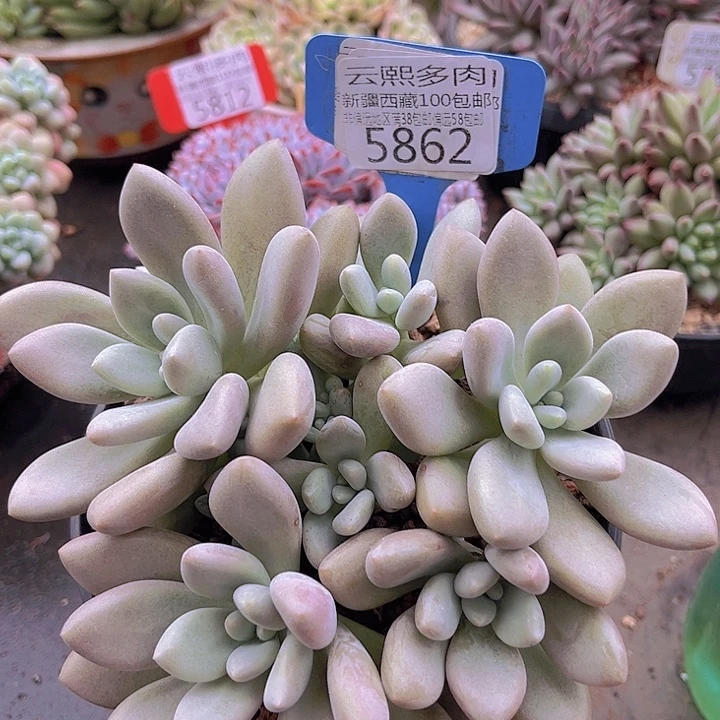 5862原始虞美人。