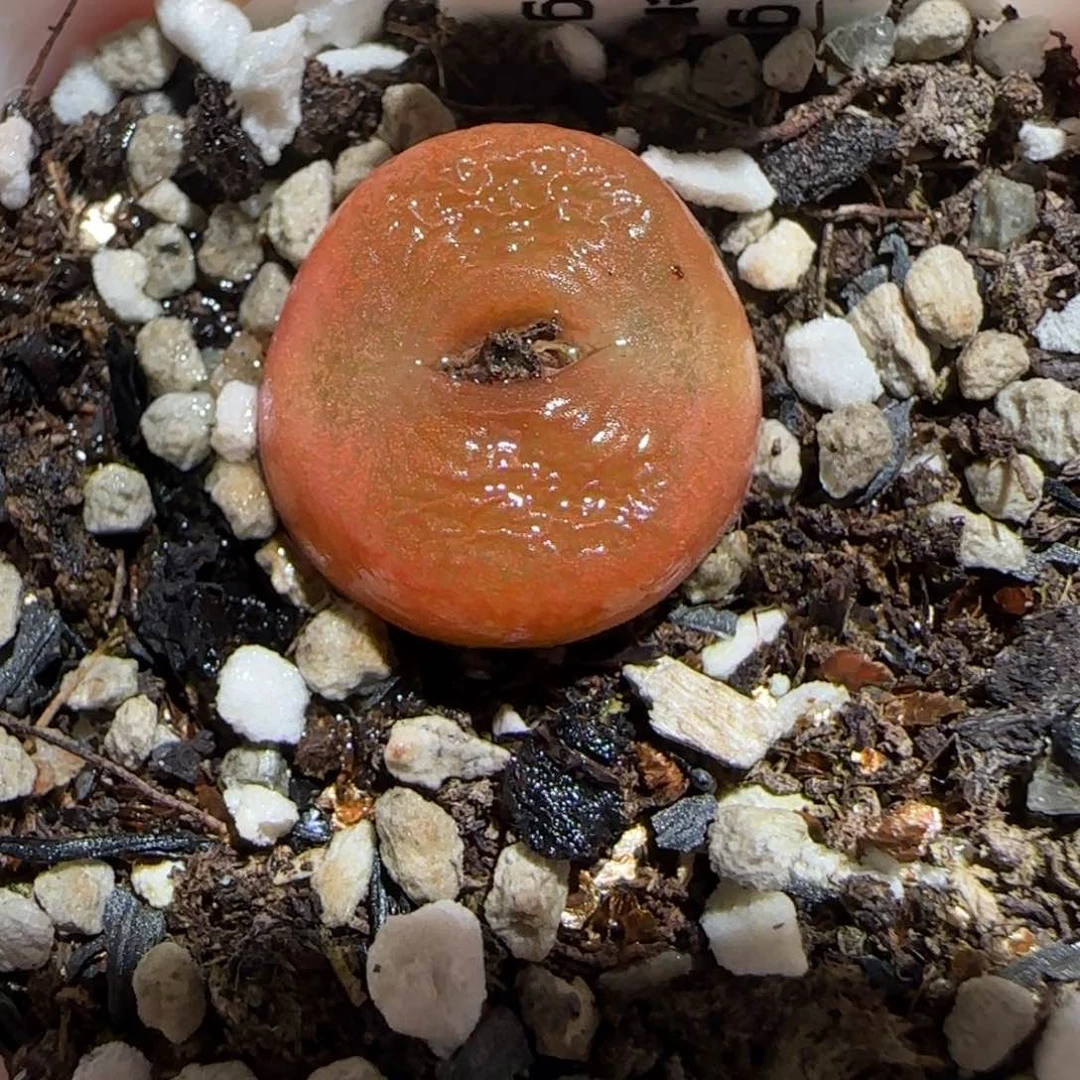 肉锥多肉植物百科30-水蜜桃1186