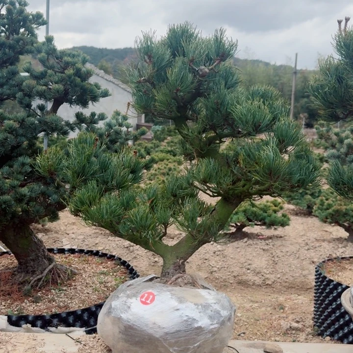 无花朵鹏***-g h j m