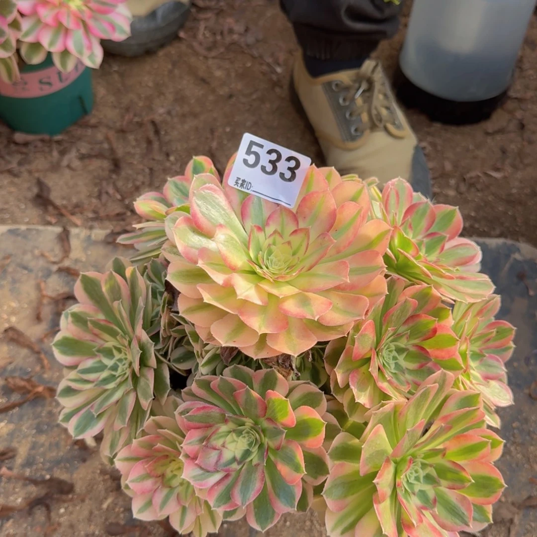 533玉姿多肉植物