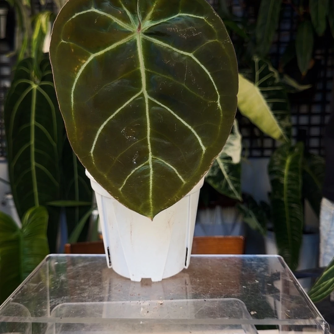 不开花植物D36贝斯杂黑丝绒