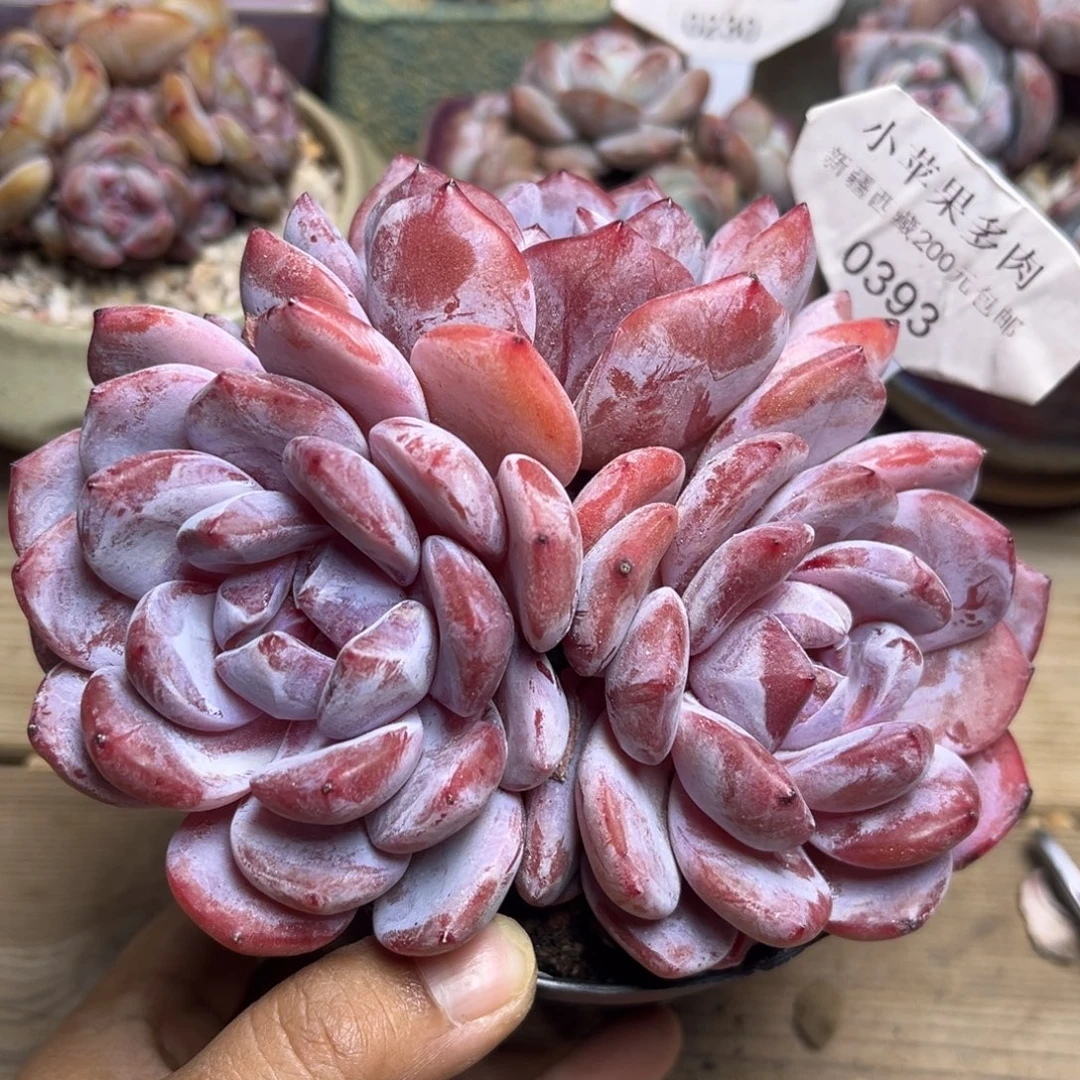 粉底紫紫心393/13cm3头