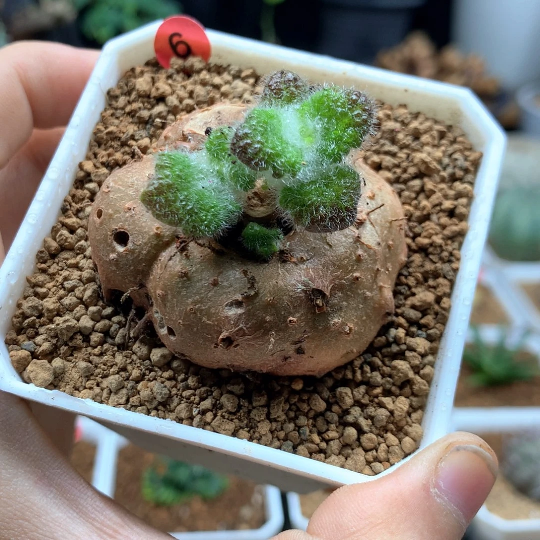 断崖女王杂交带盆