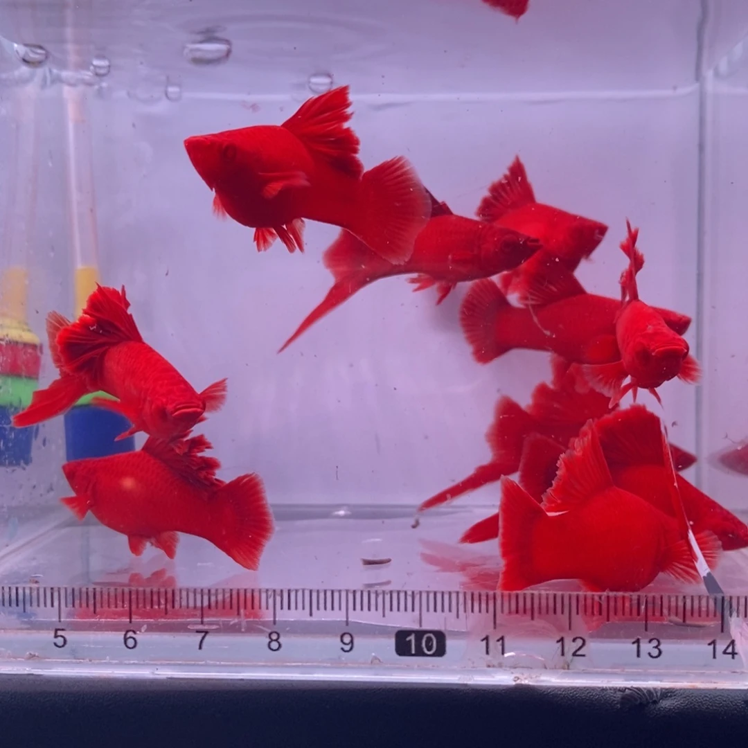 红剑鱼红剑亚成4公6母