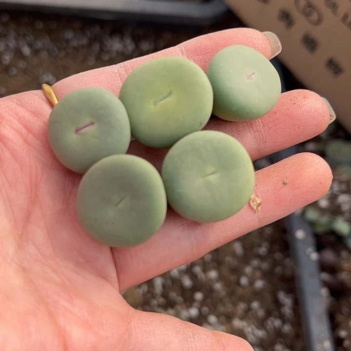 五颗小红嘴8888888888