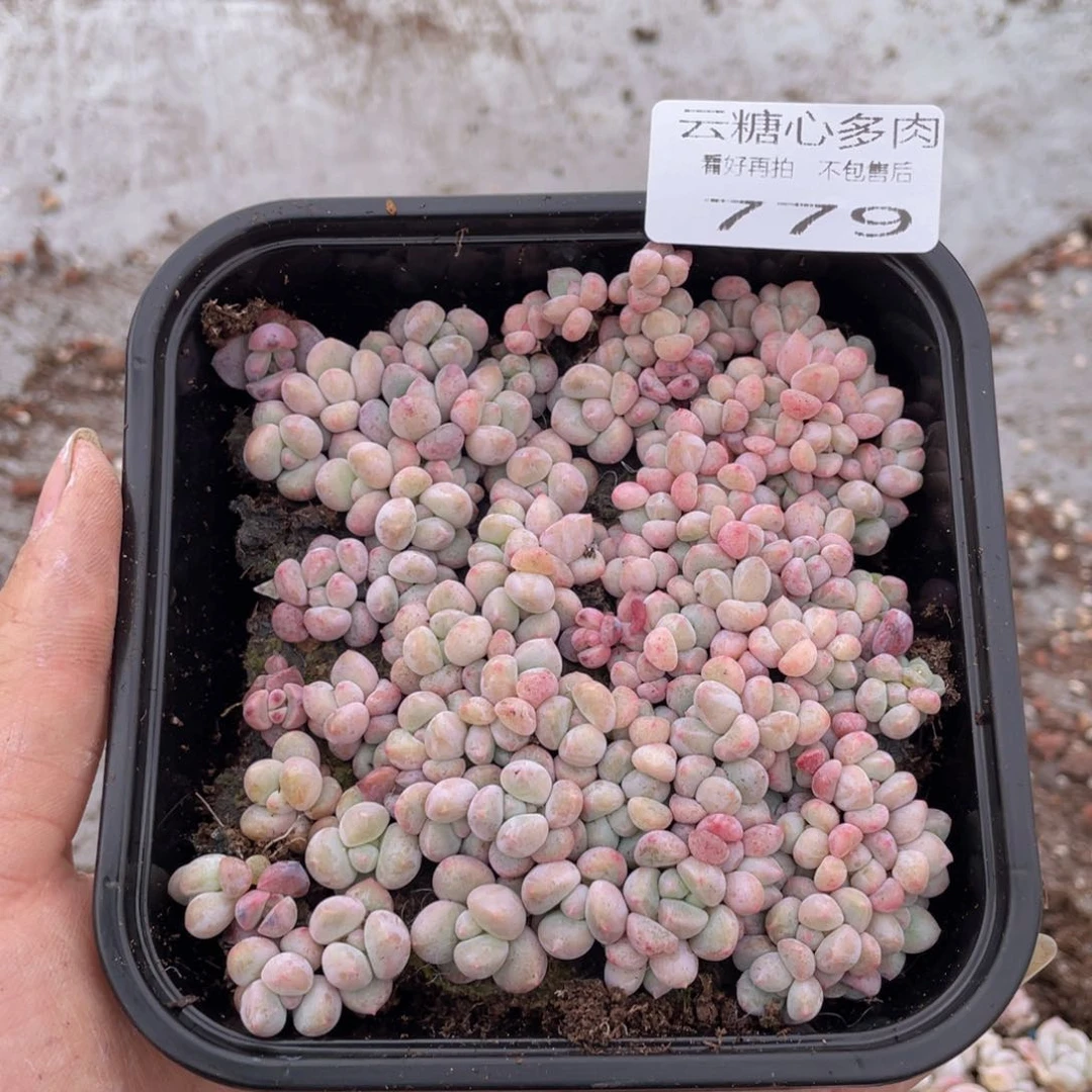 云糖心多肉植物779