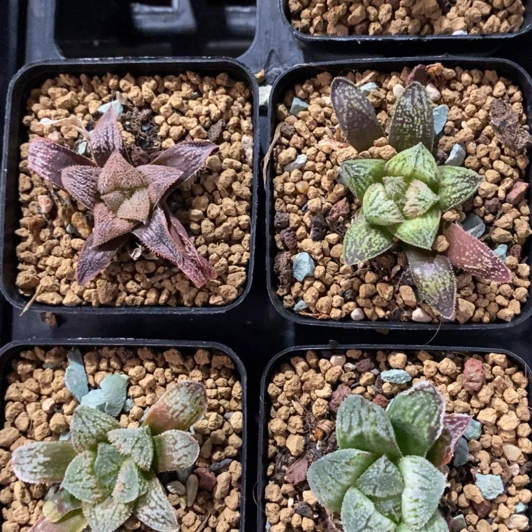 154 一颗实生青莲 端午福利