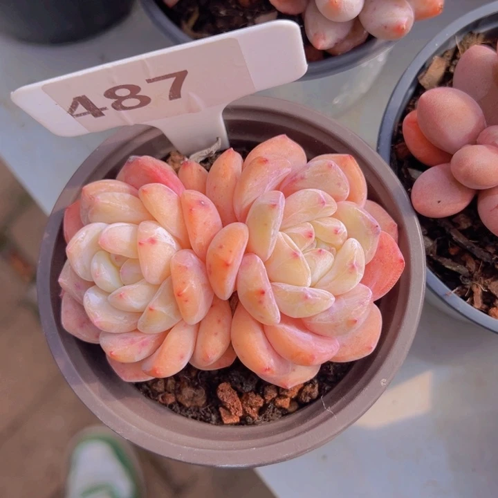 健健康康平平安安