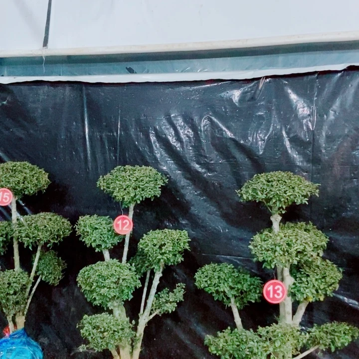 一物一拍一物一拍