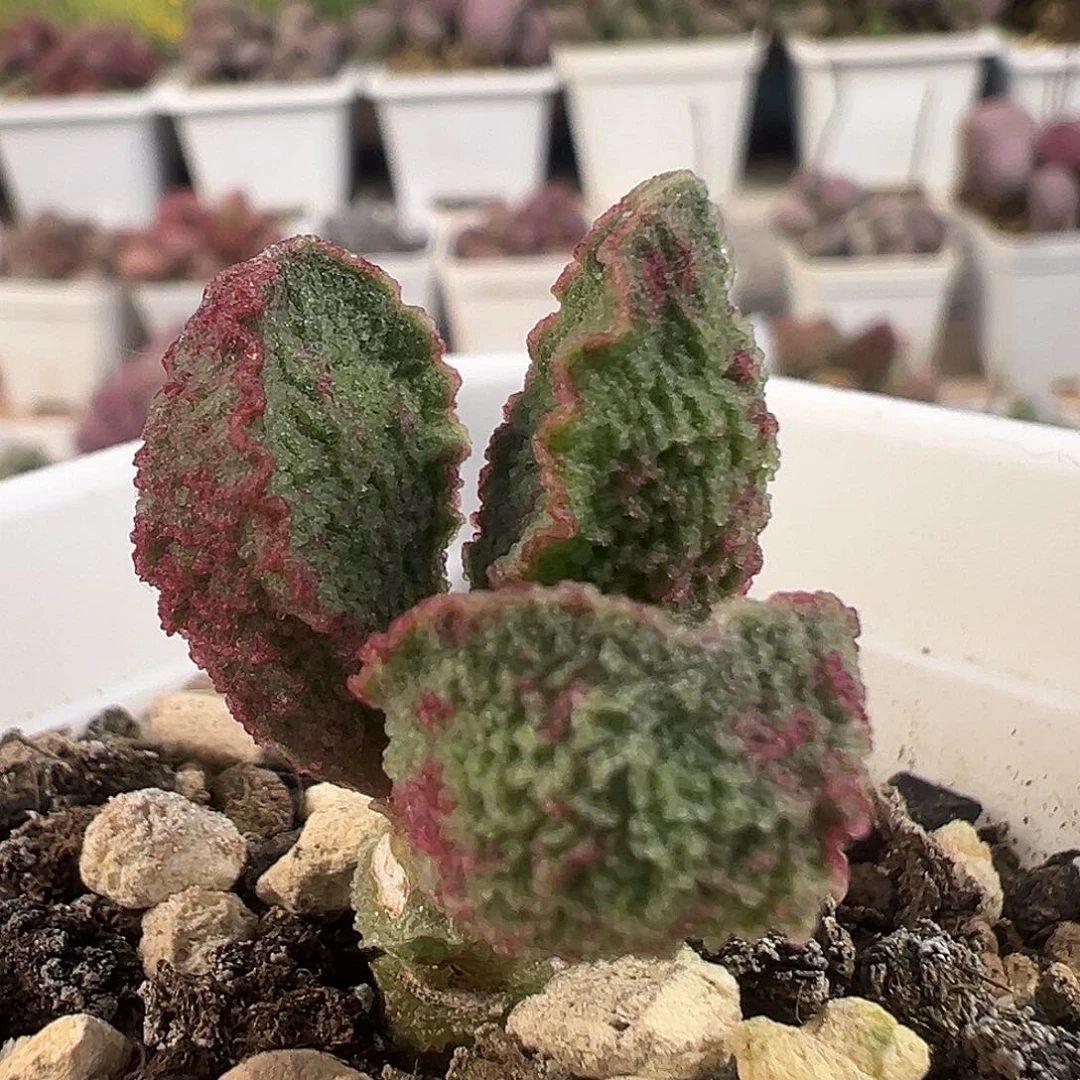 实生新品024-A228