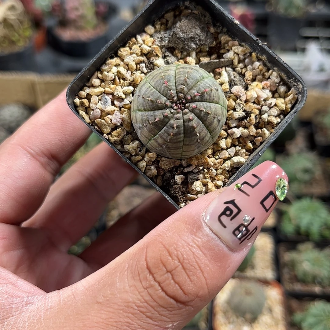 精选单头布纹球单头发货