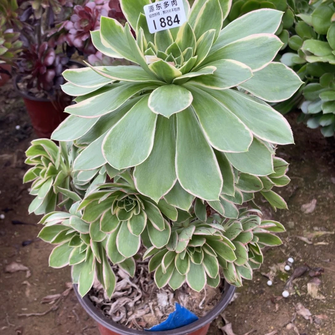 884绿玫瑰多肉法师断枝不包