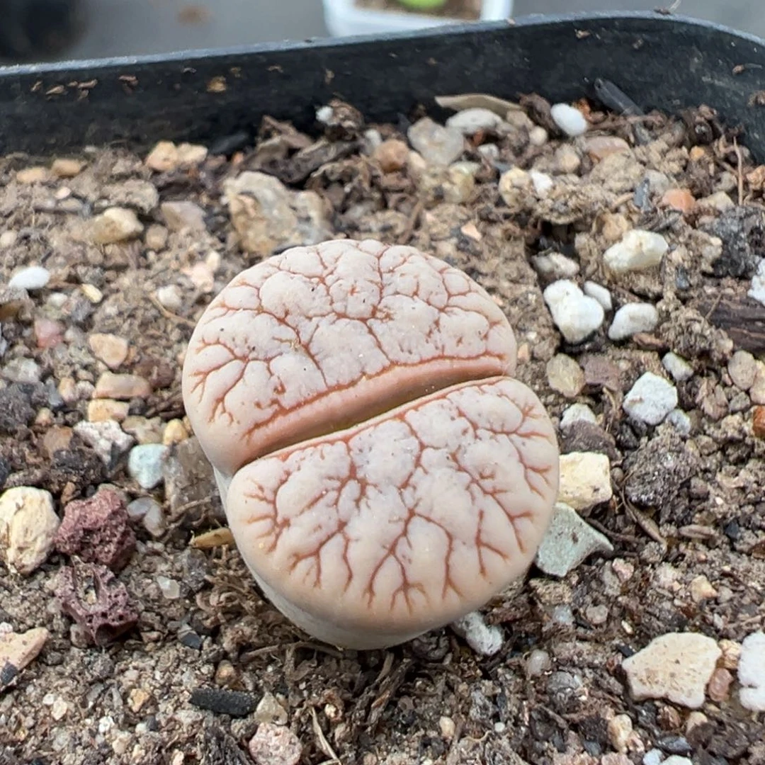 9.15好看的多肉脱土发货148高腿