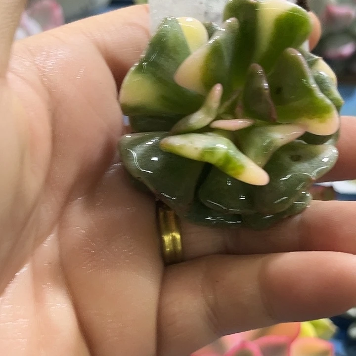 663雪精灵彩锦炸多肉