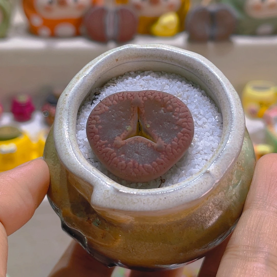 096酒红日轮3厘米带盆带土