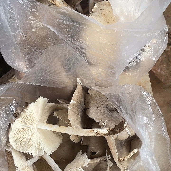 美***美云南省石屏县青头菌中国大陆