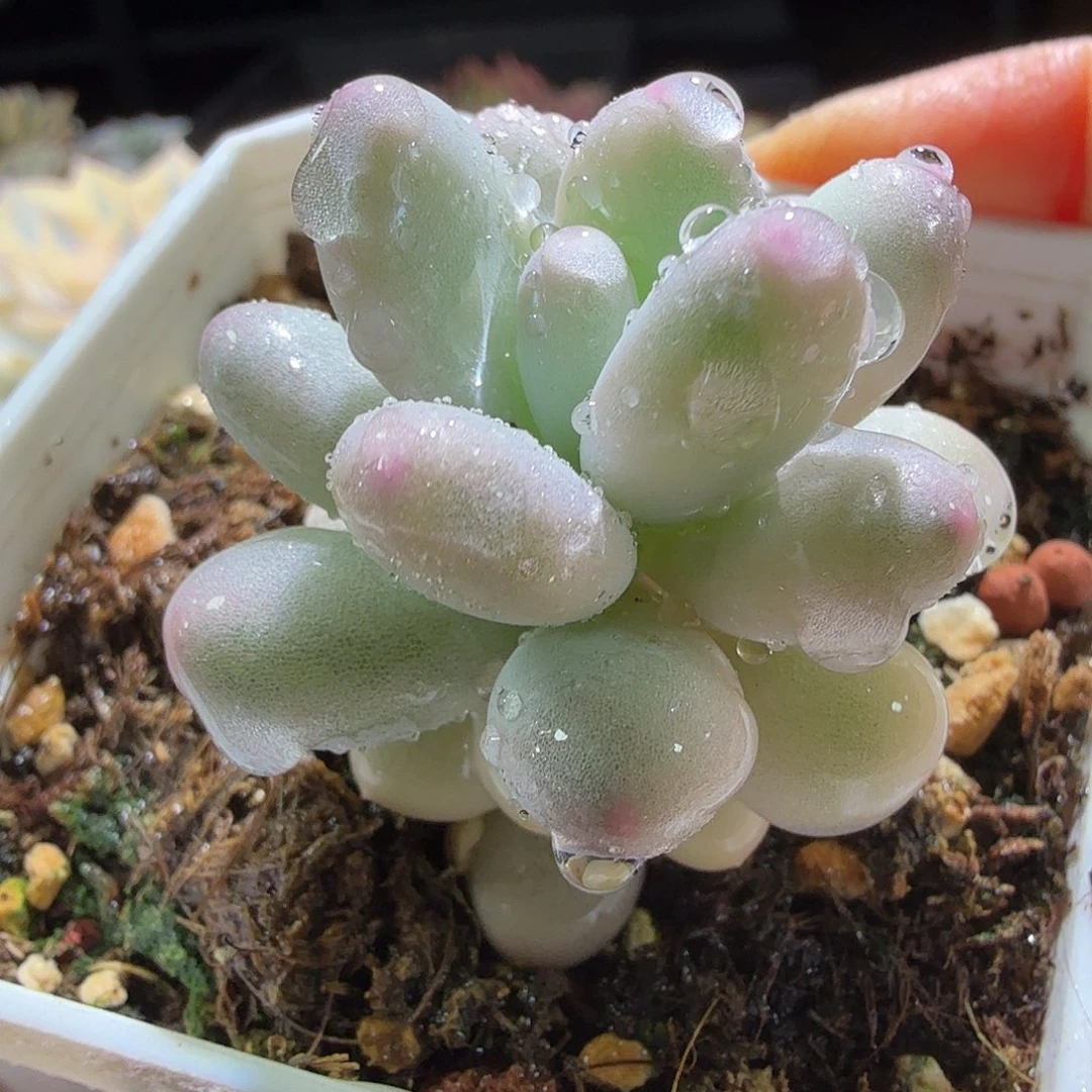 奶酪锦，多肉植物。覆轮锦