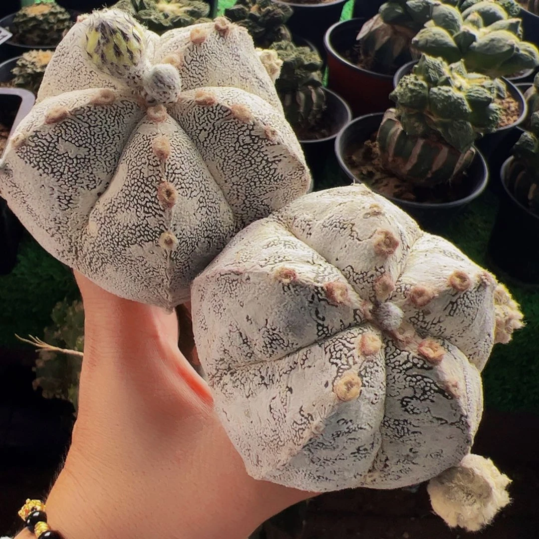 无花朵福利两颗浓白恩种078.680