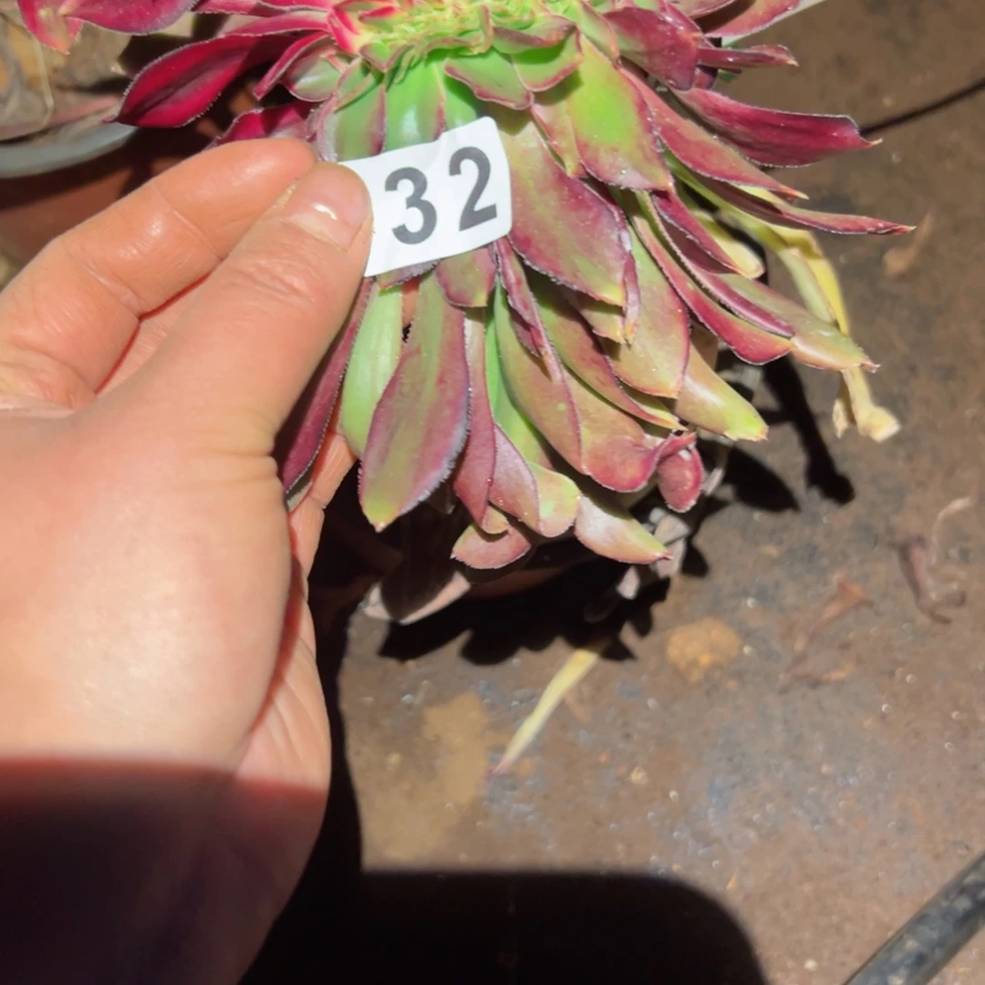 732 号多肉植物法师新年福利