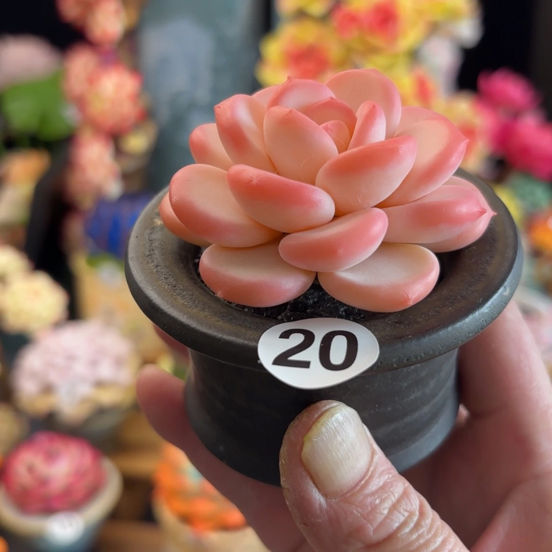 树脂粘土仿真多肉 白茶