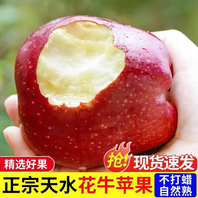 2025甘肃天水花牛苹果脆粉两吃当季新鲜水果蛇果整箱包邮产地直发