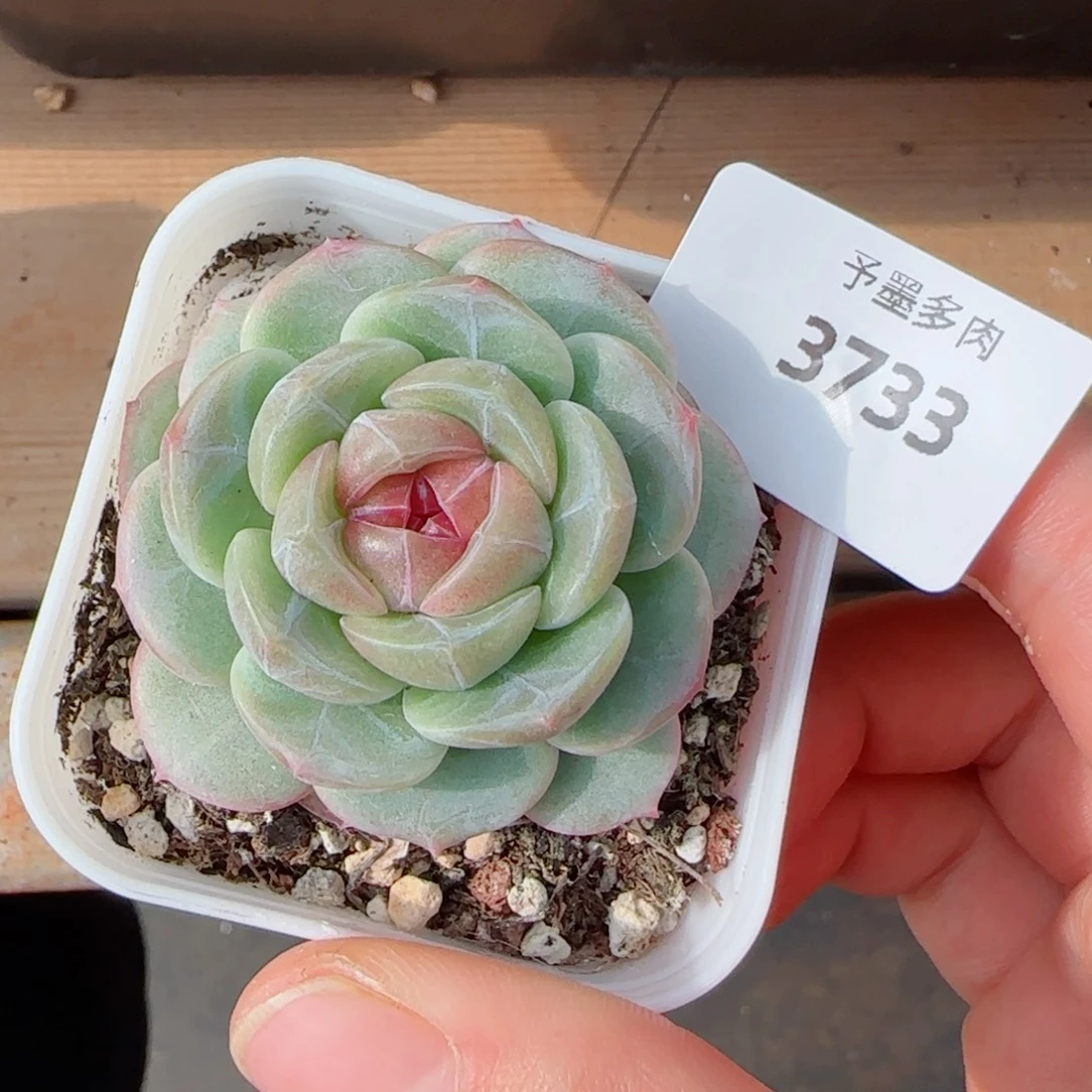 孤品珍妮，3733多肉植物