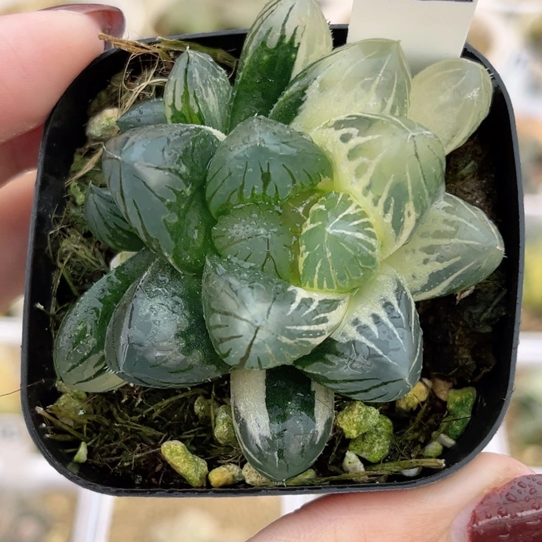 72糊斑趋势OM玉露锦福利专场