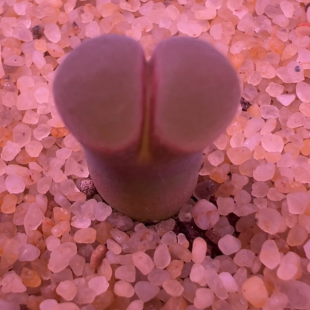 187号……春见…………