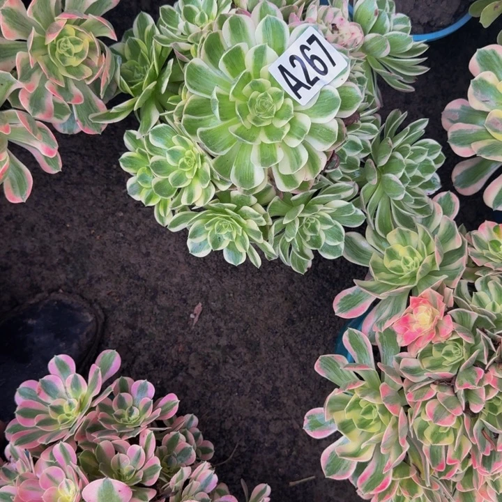 海王花30-11包邮花花