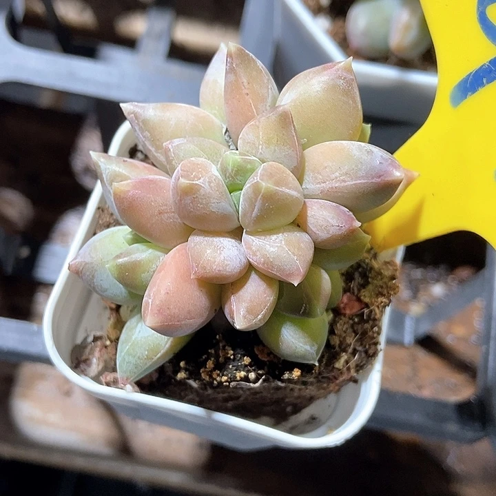 多肉植物重楼930