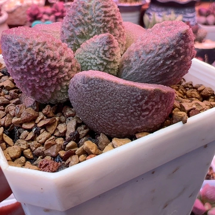 胖***贵我的小可爱小可爱们要快乐呀