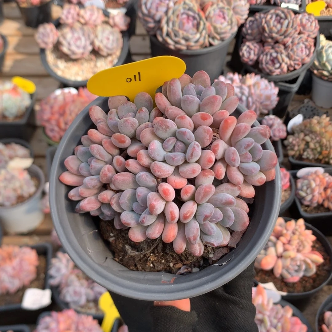 11厘米八头灯美人 朵朵 011