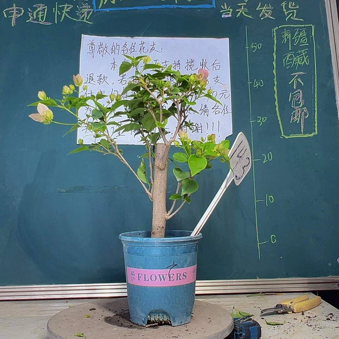 当前无花栽培后可以开花粗粗杆 广红樱 143