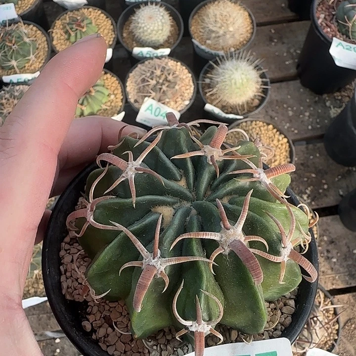 武藏 实生仙人球157