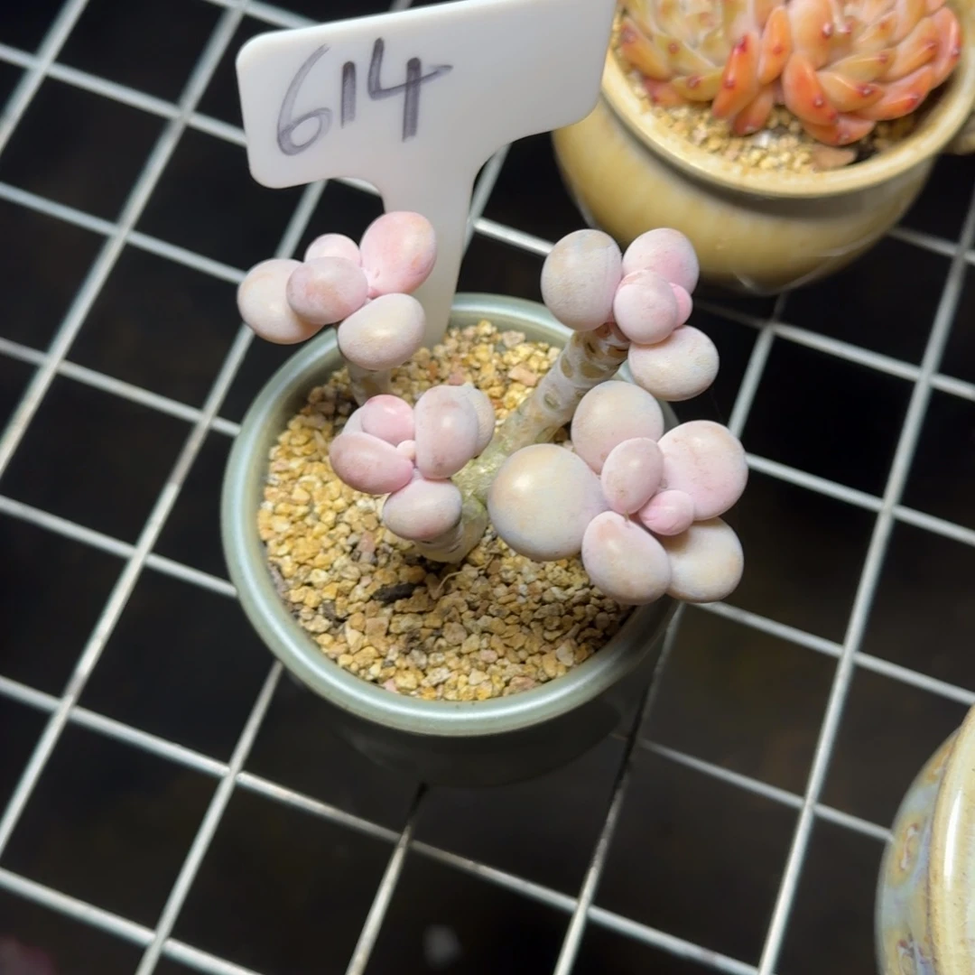 614桃蛋肉肉肉肉肉肉肉肉