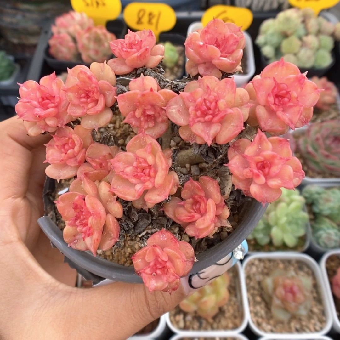 老桩蜡牡丹群生698号