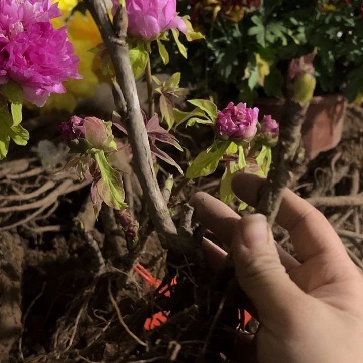 新***始完全开放紫罗兰111