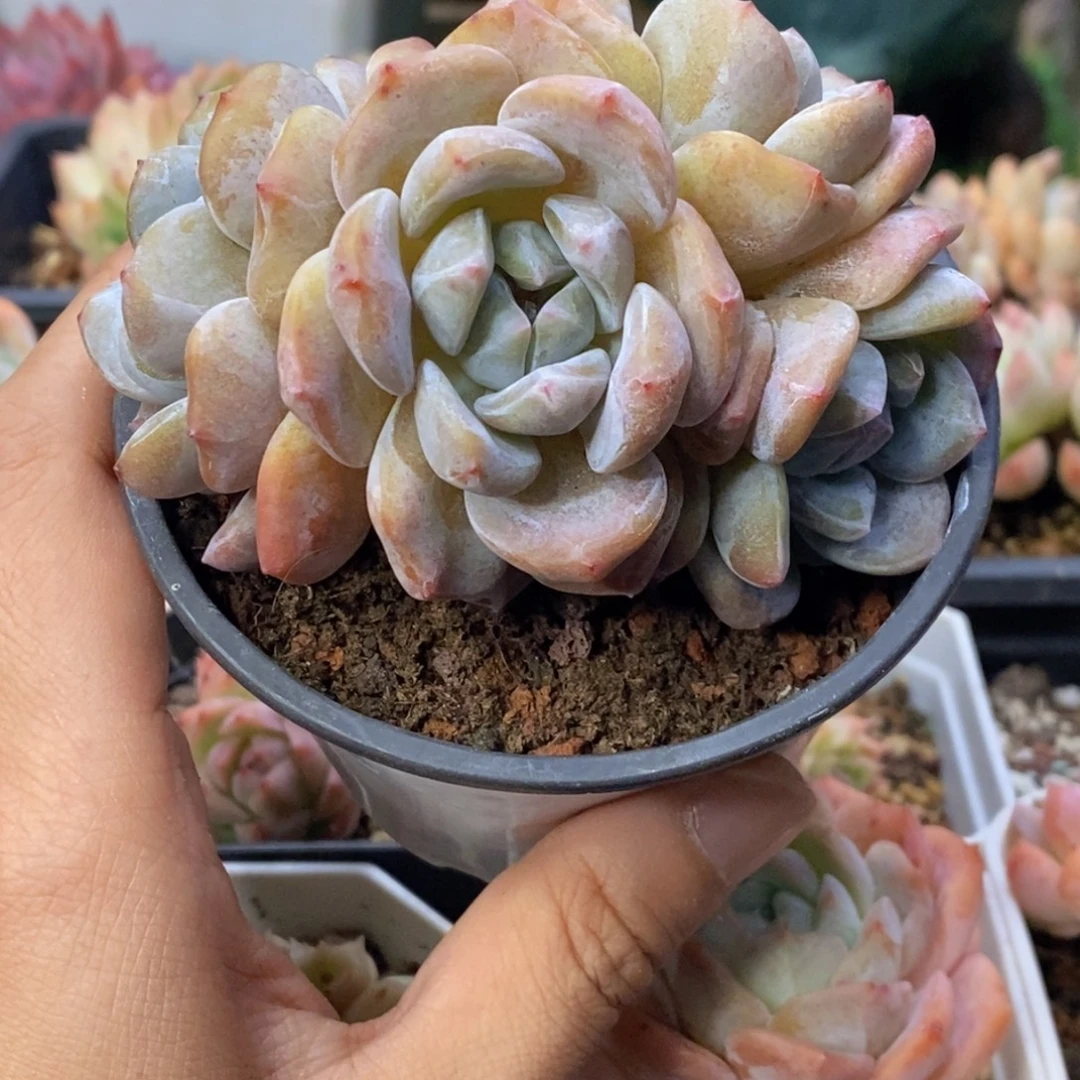 星影四头小老桩8厘米